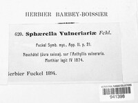 Mycosphaerella vulnerariae image